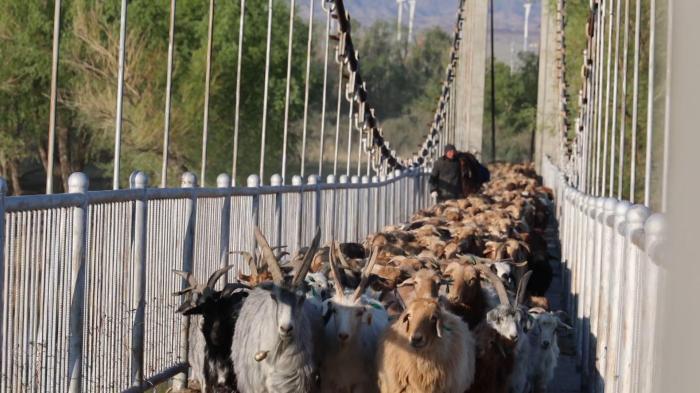 數十萬頭牲畜開啟夏牧場之旅