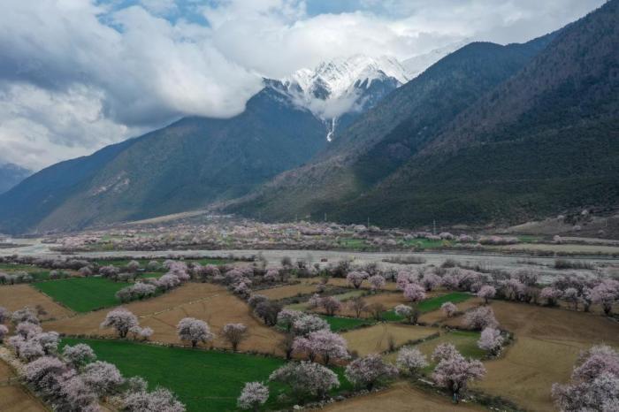 西藏波密：桃花溝爛漫盛放