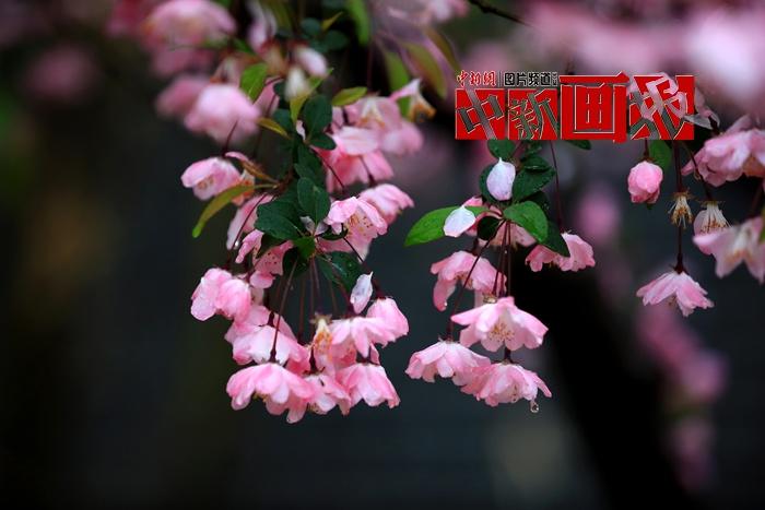 谷雨時節 細雨綿綿中遇見暮春之美