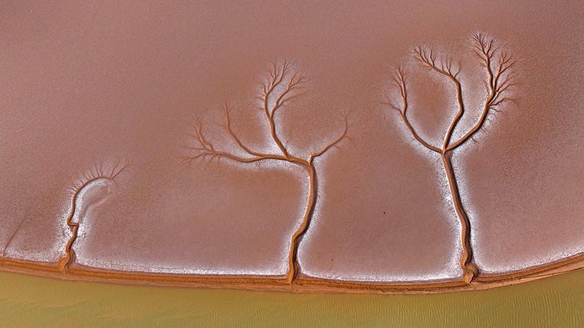 黃河入海口濕地現“潮汐樹”景觀