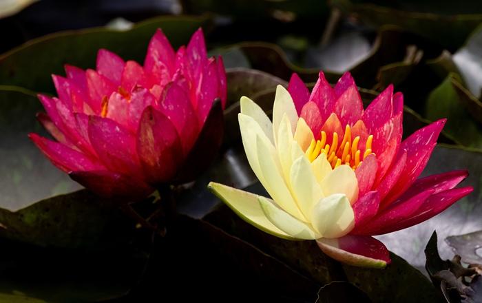 好運(yùn)“蓮蓮”！安徽淮北雙色睡蓮驚艷綻放