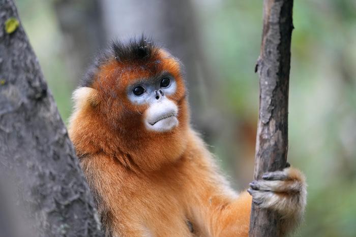 九寨溝白河金猴谷：野生川金絲猴萌態十足