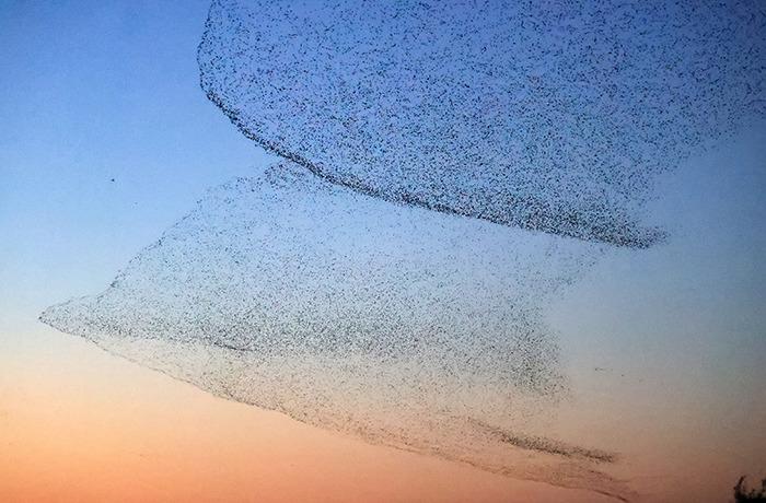 黃河口現“鳥浪”景觀