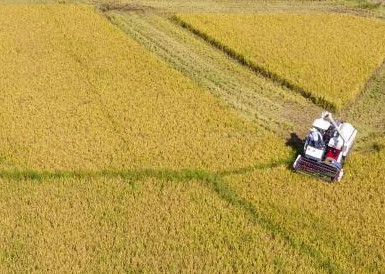 江西鄉村稻田搶收搶種忙