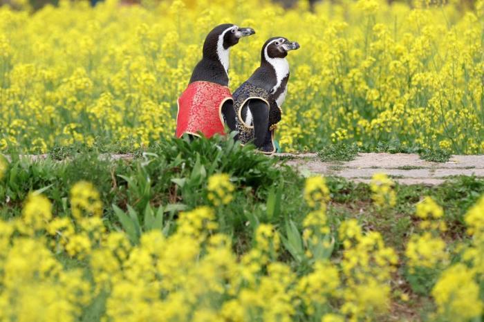 愜意！南京海底世界洪氏環企鵝戶外踏青“享”春光